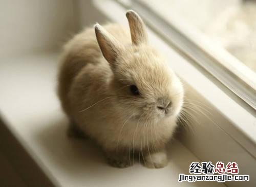 兔子腹泻的症状及治疗方法 兔子拉稀了怎么办在家怎么治疗