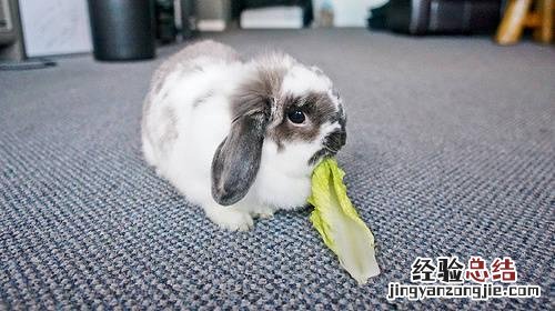 兔子腹泻的症状及治疗方法 兔子拉稀了怎么办在家怎么治疗