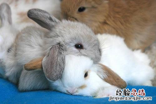 兔子腹泻的症状及治疗方法 兔子拉稀了怎么办在家怎么治疗