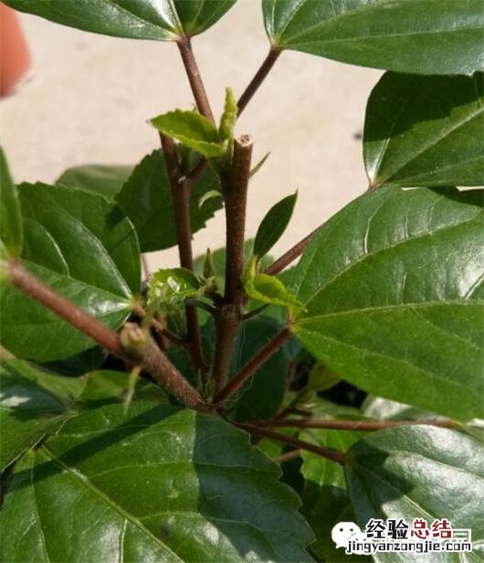 盆栽扶桑花的养殖方法和注意事项 扶桑花怎么养护能常开花