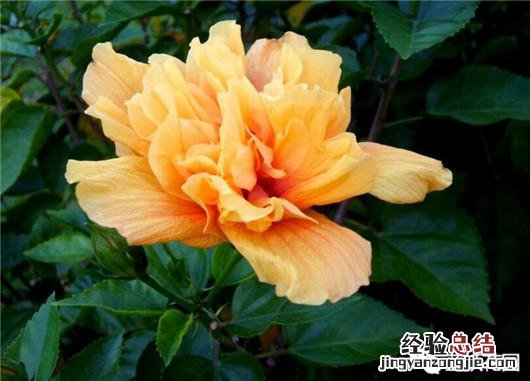 盆栽扶桑花的养殖方法和注意事项 扶桑花怎么养护能常开花