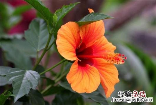 盆栽扶桑花的养殖方法和注意事项 扶桑花怎么养护能常开花