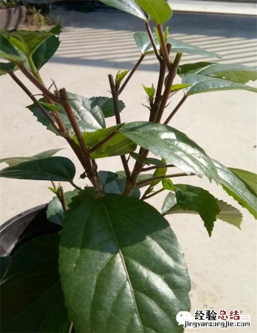 盆栽扶桑花的养殖方法和注意事项 扶桑花怎么养护能常开花