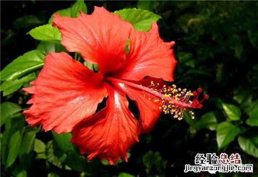 盆栽扶桑花的养殖方法和注意事项 扶桑花怎么养护能常开花