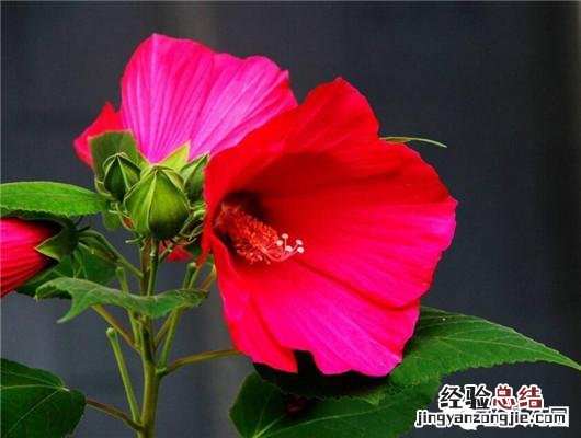 盆栽扶桑花的养殖方法和注意事项 扶桑花怎么养护能常开花