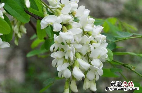 槐花肉饺子馅做法大全窍门 槐花饺子馅怎么做好吃