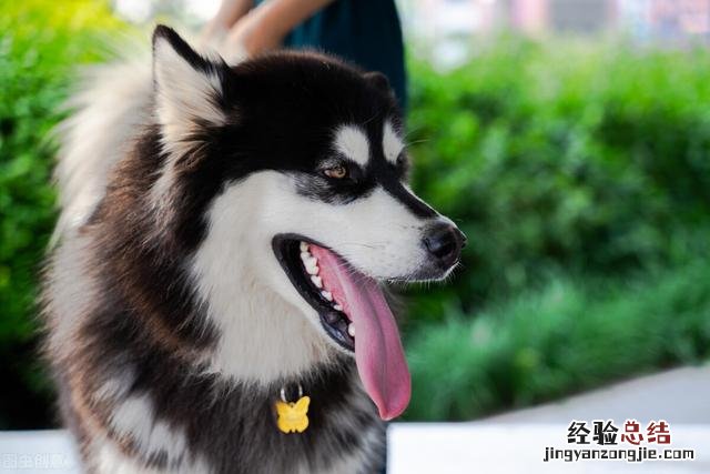 阿拉斯加雪橇犬适合新手吗 阿拉斯加雪橇犬饲养方法