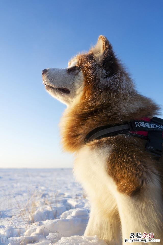 阿拉斯加雪橇犬适合新手吗 阿拉斯加雪橇犬饲养方法