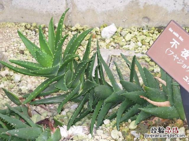 芦荟没有根怎么养经验分享 芦荟怎么养才能更旺盛