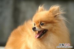 养博美犬新手入门必知 博美狗狗怎么样才能养好