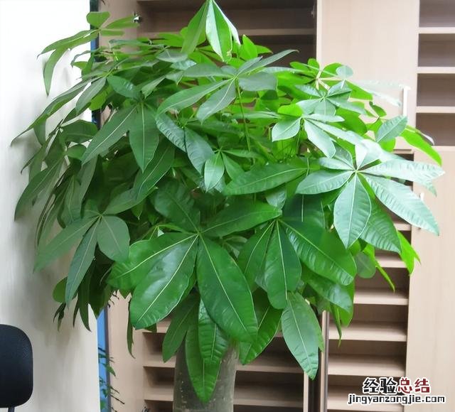 发财树室内养殖方法图解 发财树怎么养才能更旺盛
