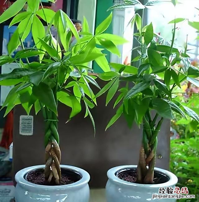 发财树室内养殖方法图解 发财树怎么养才能更旺盛