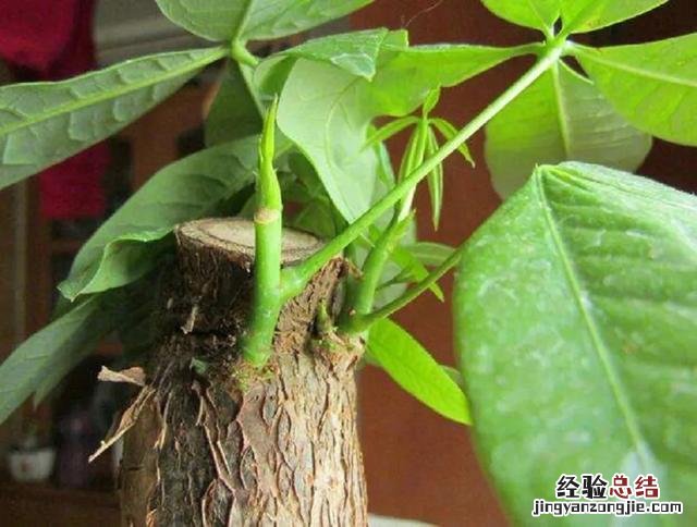 发财树室内养殖方法图解 发财树怎么养才能更旺盛