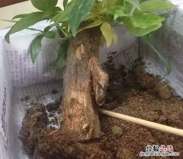 发财树室内养殖方法图解 发财树怎么养才能更旺盛