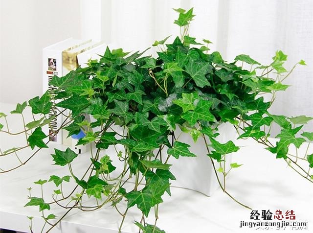 适合家庭垂吊常春藤如何养 常春藤的养殖方法和注意事项