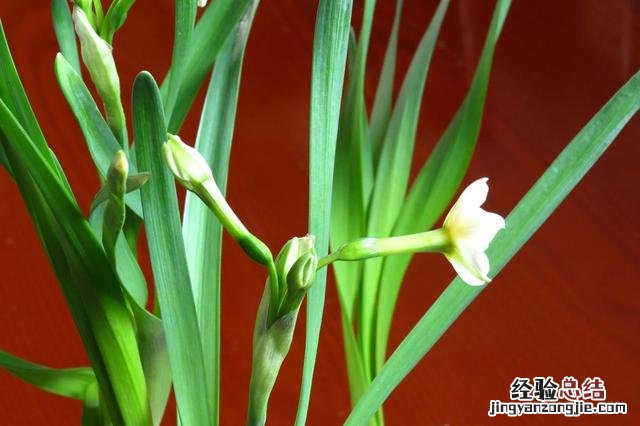 水仙花的正确养护方法 水仙花的养殖方法水培