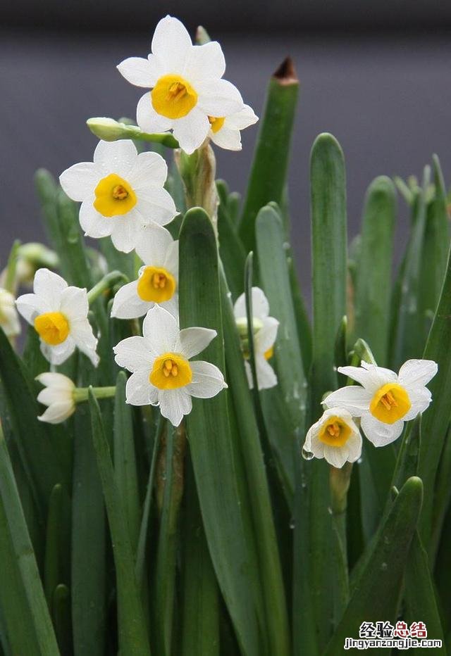 水仙花的正确养护方法 水仙花的养殖方法水培