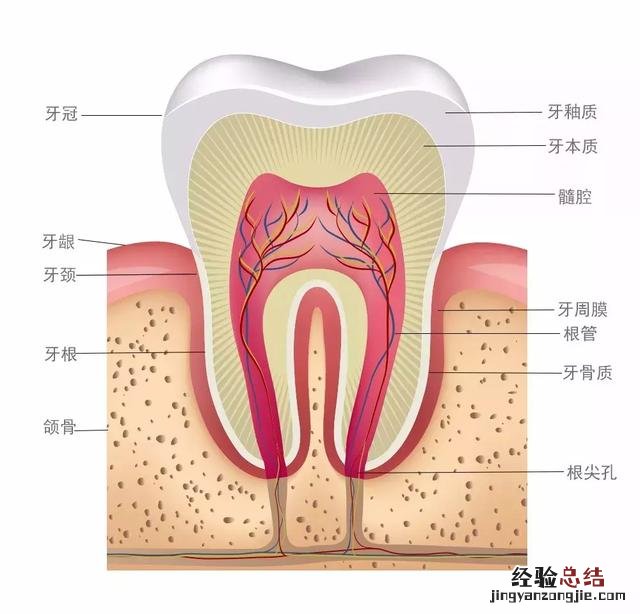 这些美白方法了解一下 黄牙齿怎么变白牙齿