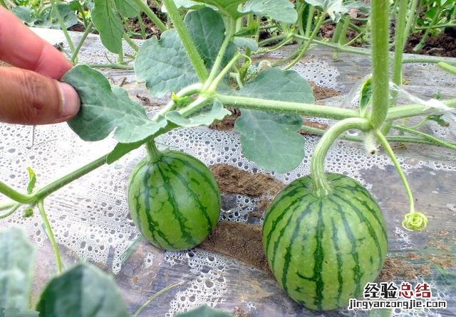 西瓜种植田间管理技术 西瓜的种植方法和技术