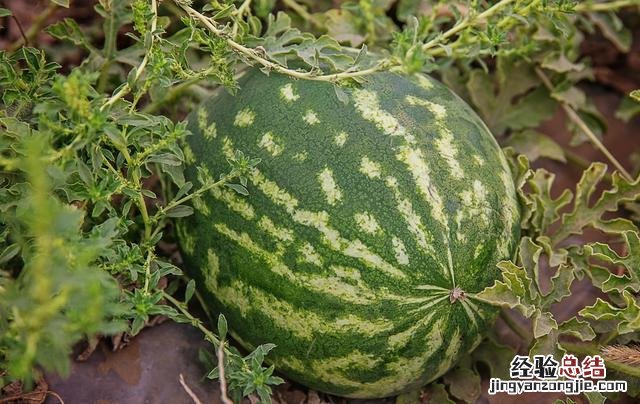 西瓜种植田间管理技术 西瓜的种植方法和技术