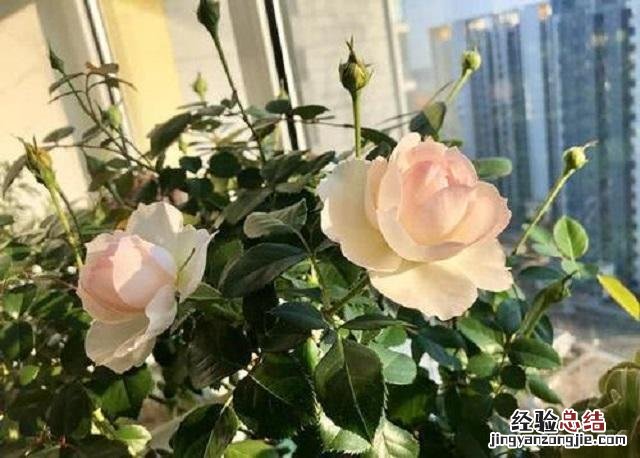 玫瑰花夏季这样养才能长新芽 玫瑰花怎么养才不会枯萎