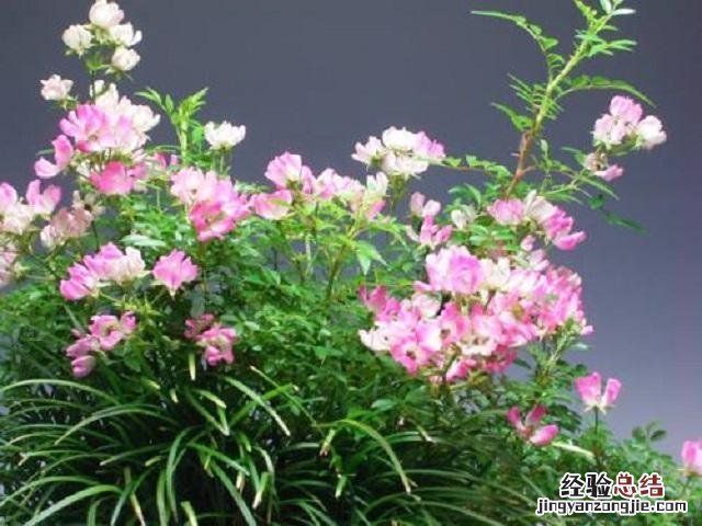 玫瑰花夏季这样养才能长新芽 玫瑰花怎么养才不会枯萎