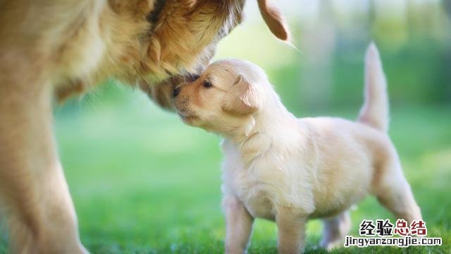 3个月金毛喂养小常识 金毛犬怎么训练听话