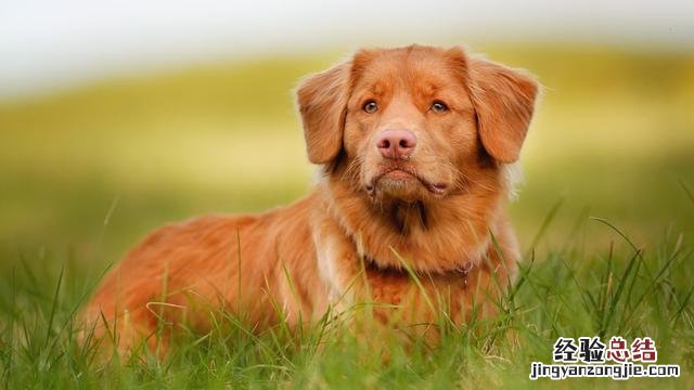 3个月金毛喂养小常识 金毛犬怎么训练听话