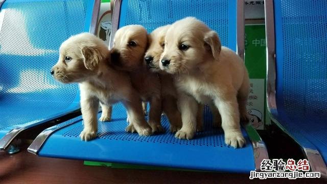 3个月金毛喂养小常识 金毛犬怎么训练听话