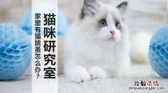 如何给猫除跳蚤的三个绝招 猫咪身上跳蚤怎么彻底消灭