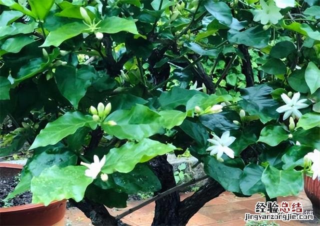 茉莉花养护方法与技巧 茉莉花怎么养护和注意事项