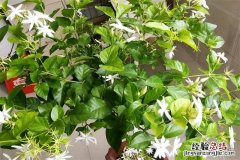 茉莉花养护方法与技巧 茉莉花怎么养护和注意事项