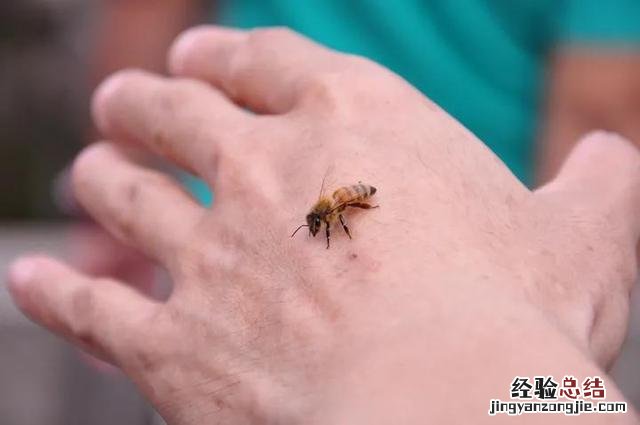 被蜜蜂蛰了如何快速的处理 手被蜂子蛰了怎么消肿止痒