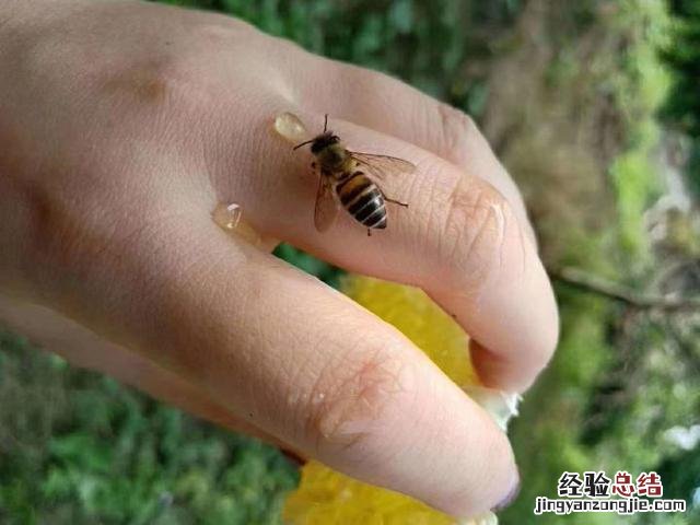被蜜蜂蛰了如何快速的处理 手被蜂子蛰了怎么消肿止痒