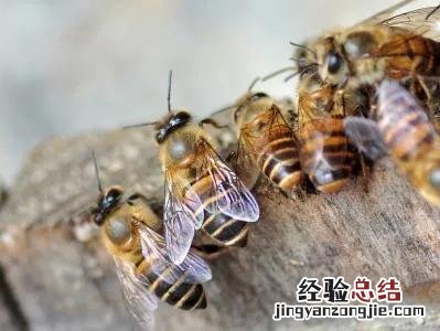 被蜜蜂蛰了如何快速的处理 手被蜂子蛰了怎么消肿止痒