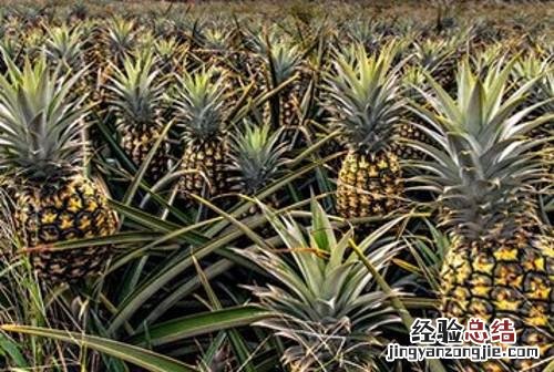 种植菠萝的方法和注意事项 菠萝种植技术和管理方法