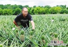 种植菠萝的方法和注意事项 菠萝种植技术和管理方法