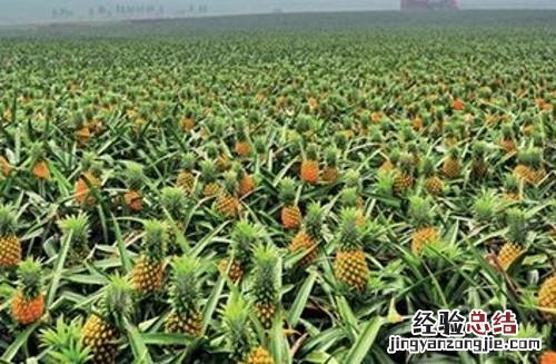种植菠萝的方法和注意事项 菠萝种植技术和管理方法