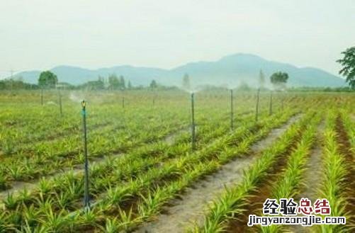 种植菠萝的方法和注意事项 菠萝种植技术和管理方法