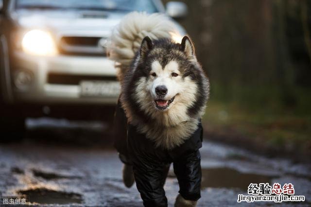 需要注意这五个知识点 阿拉斯加犬幼犬怎么喂养