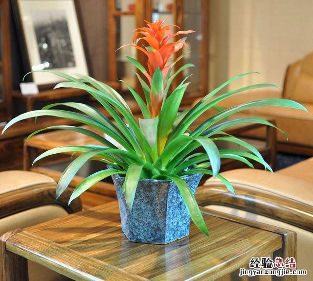 鸿运当头家庭盆栽方法 鸿运当头花怎么养