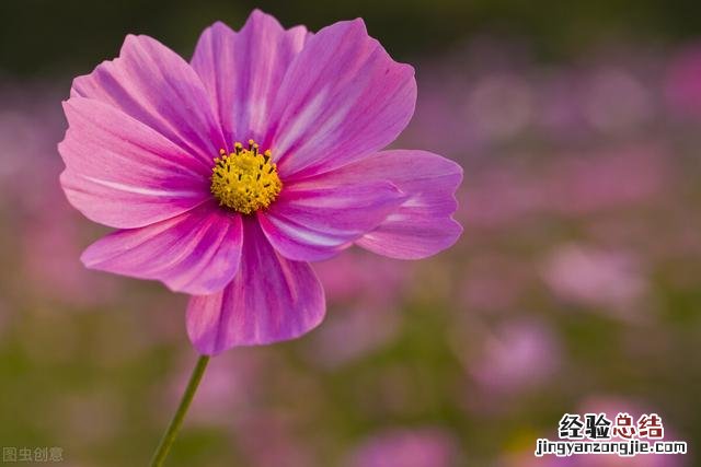 波斯菊需要种植多久开花 波斯菊什么时候种植最好