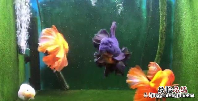 金鱼怎么养才能把它养活 金鱼怎么养才不会缺氧