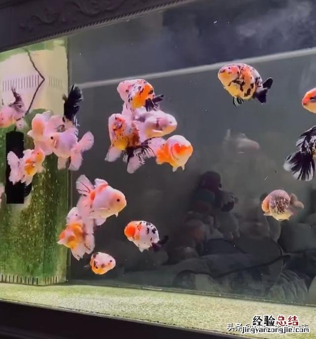 金鱼怎么养才能把它养活 金鱼怎么养才不会缺氧