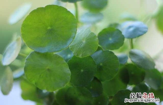 铜钱草怎么养才能更省心 铜钱草怎么养叶子又大又绿