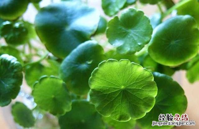 铜钱草怎么养才能更省心 铜钱草怎么养叶子又大又绿