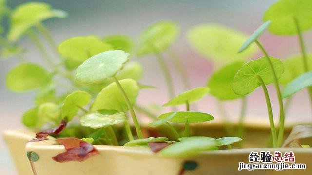 技巧让你快速学会唱歌 怎样才能唱好歌练好嗓子