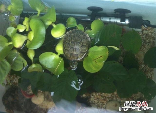 龟缸里养什么植物净化水 池塘里的水生植物大全