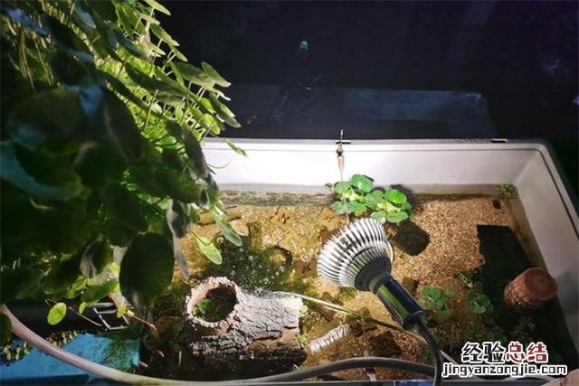 龟缸里养什么植物净化水 池塘里的水生植物大全