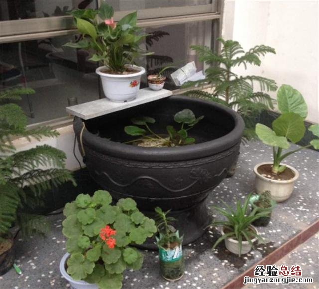 龟缸里养什么植物净化水 池塘里的水生植物大全